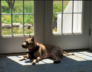 Quinn the dog in front of the French Door at Chrisopher Kait House