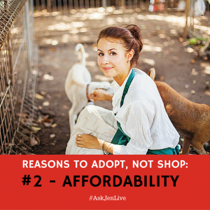 reasons to adopt not shop ask jen live norfolk spca
