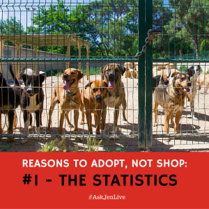 reasons to adopt not shop ask jen live norfolk spca